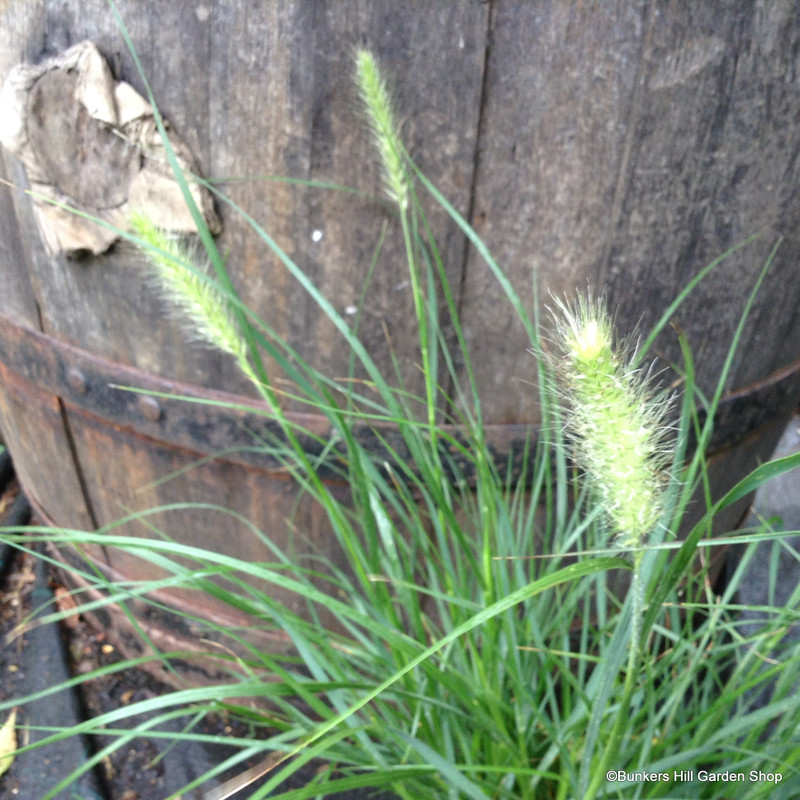 Pennisetum alopecuroides 'Little Bunny' 2ltr