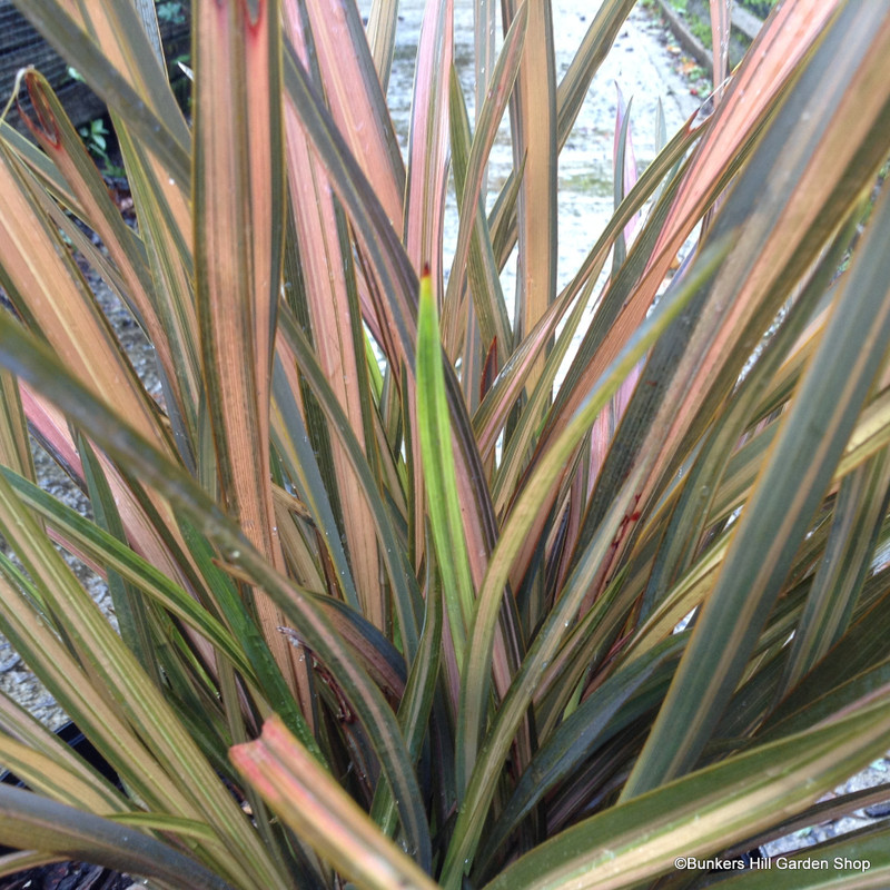 Phormium 'Rainbow Sunrise' 7.5ltr