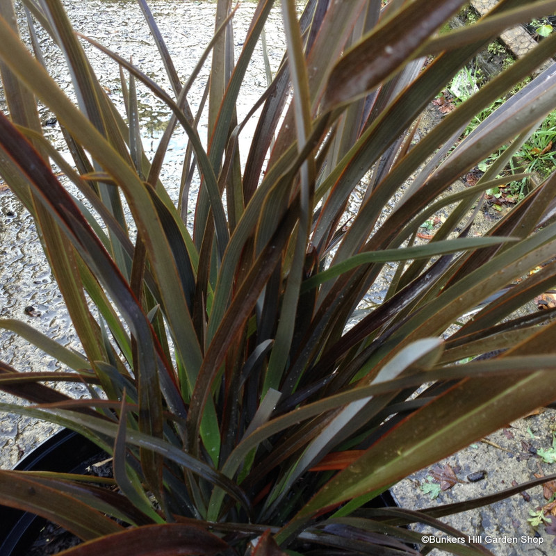 Phormium 'Bronze Baby' 7.5ltr