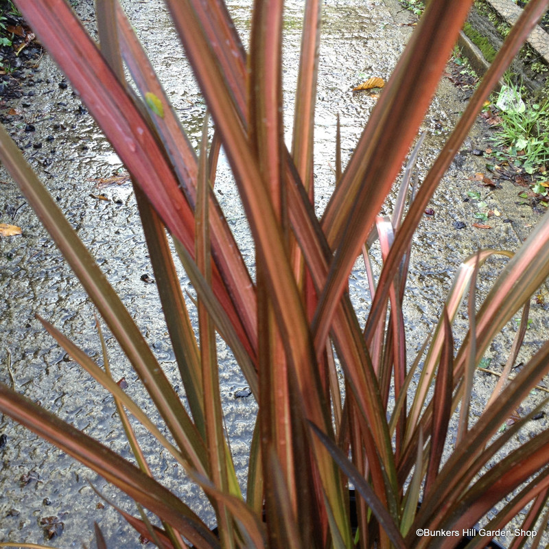 Phormium 'Evening Glow' 7.5ltr