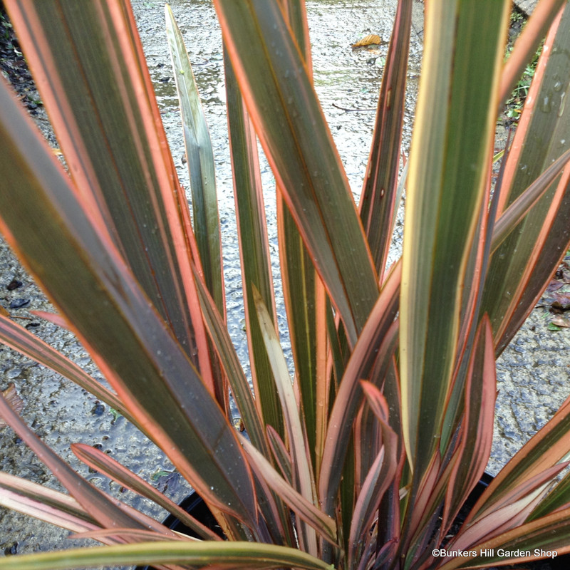 Phormium 'Maori Queen' 7.5ltr