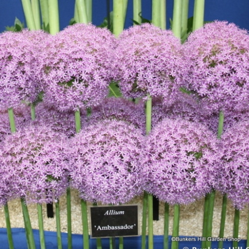 Allium 'Ambassador' - 3 or 6 bulbs