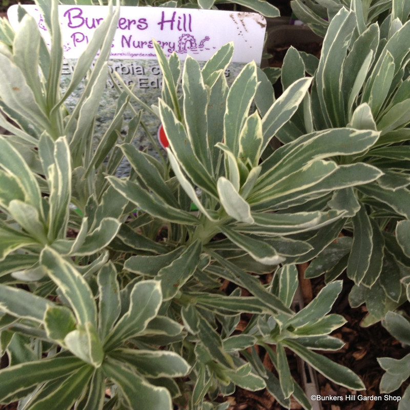 Euphorbia characias 'Silver Edge'-3L