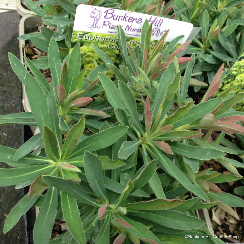 Euphorbia x martini 'Baby Charm'-3L