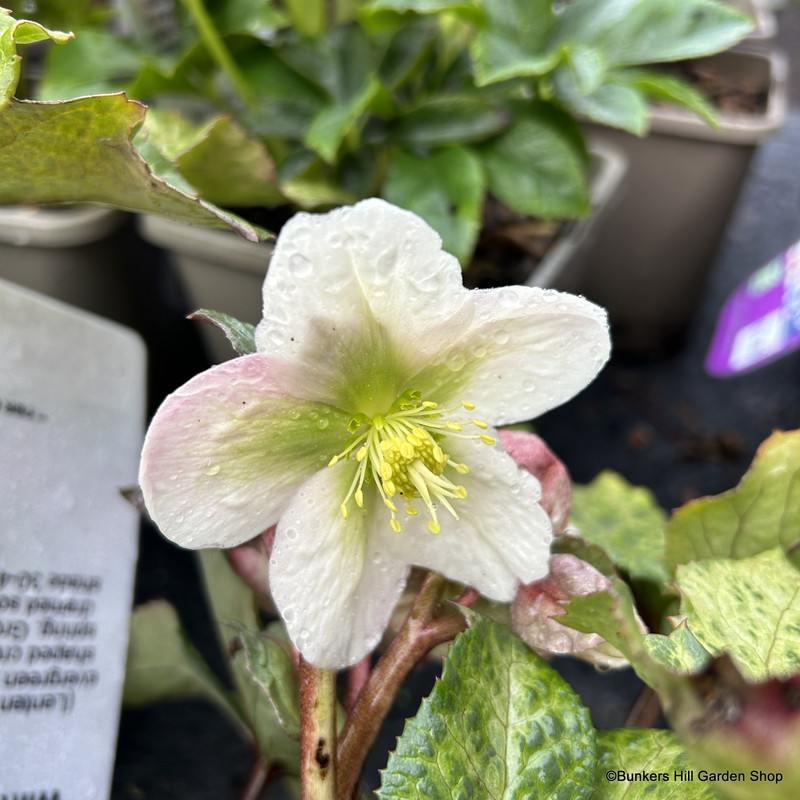 Helleborus x ericsmithii 'Winter Moonbeam'  3L