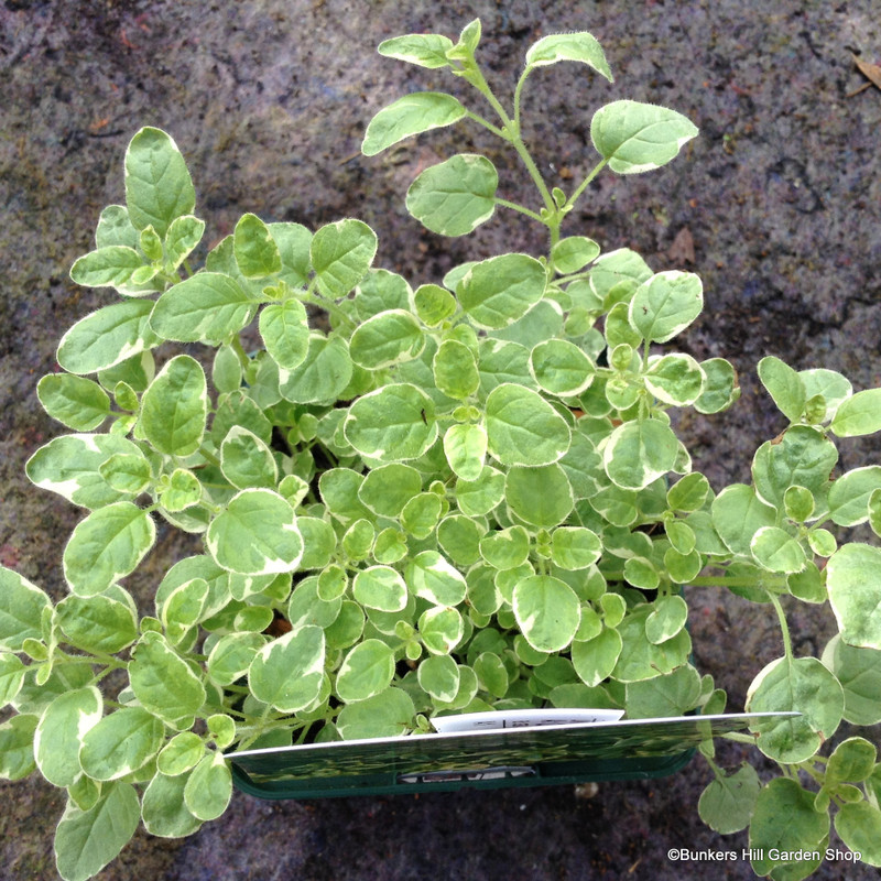 Oregano (Variegated) 9cm