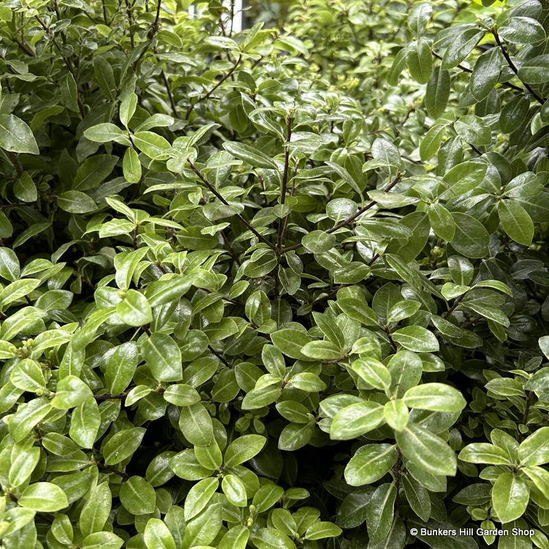 Pittosporum 'Golf Ball' 3L