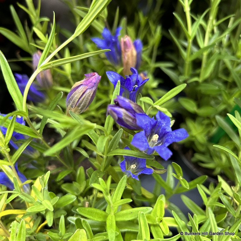 Gentiana