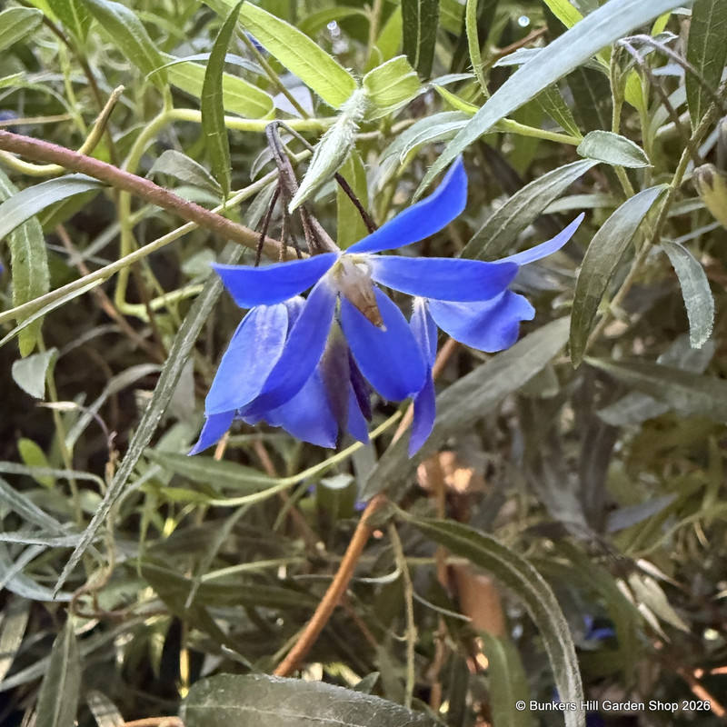 Sollya Heterophylla (Bluebell Creeper)