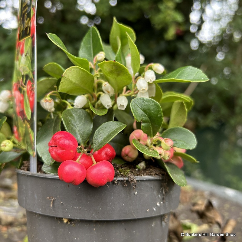 Gaultheria procumbens