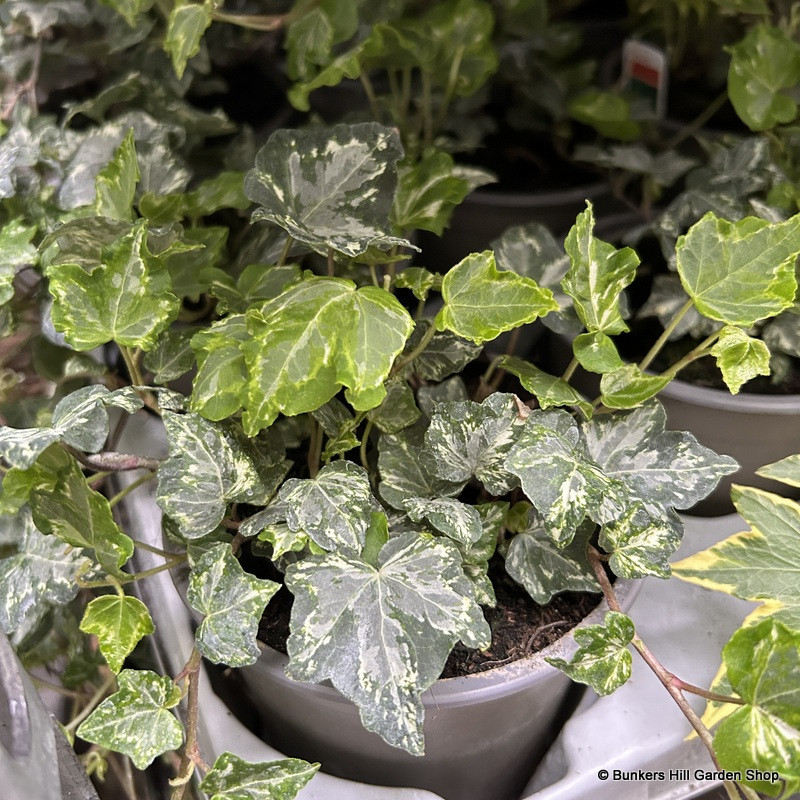 Ivy (Variegated) big