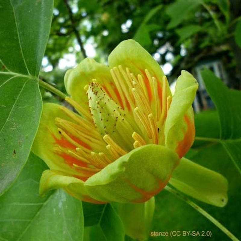 Liriodendron tulipifera 'Fastigiata' - 35ltr