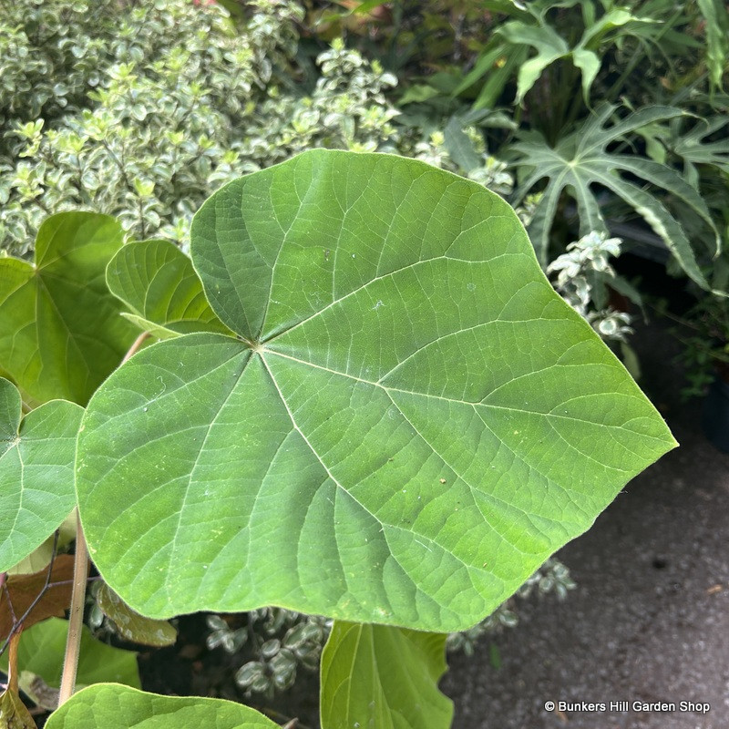 Paulownia tomentosa (Foxglove tree) - 35ltr