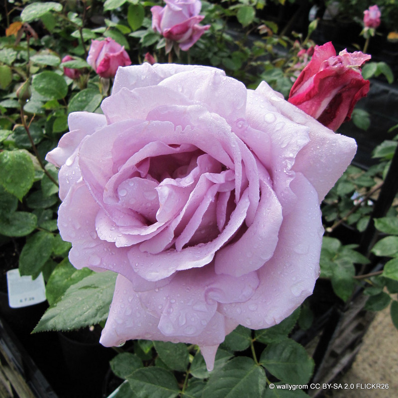 Blue Moon (Climbing) Rose