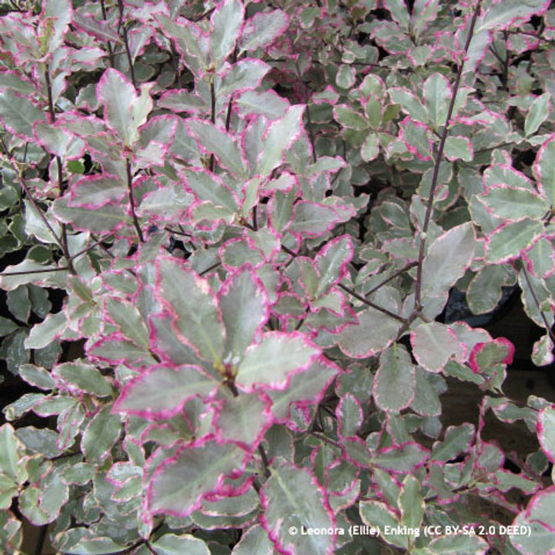 Pittosporum tenuifolium 'Elizabeth' 5L