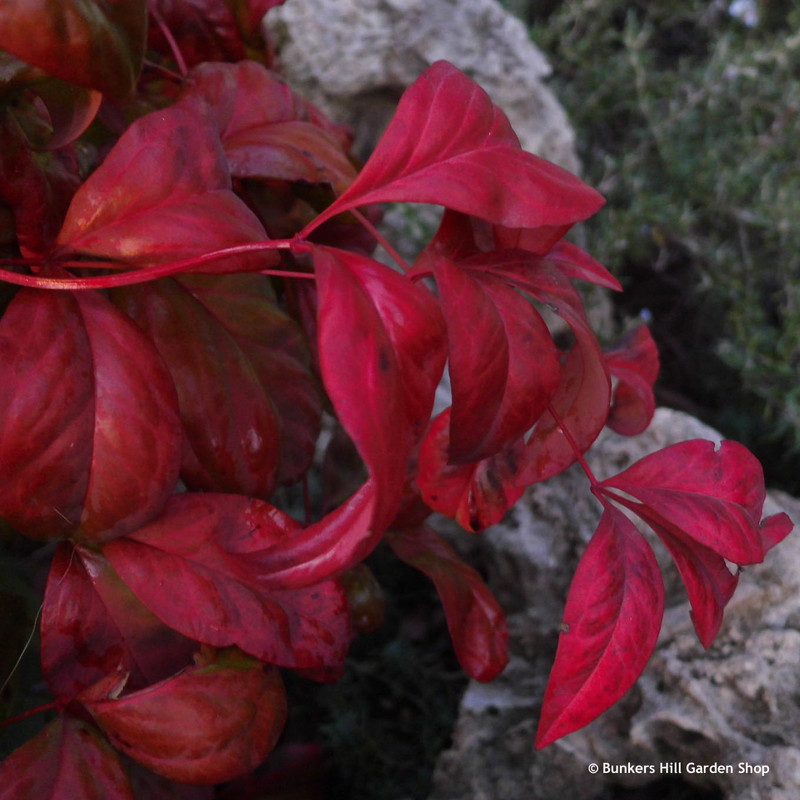 Nandina domestica 'Fire Power' (Heavenly Bamboo) 5L