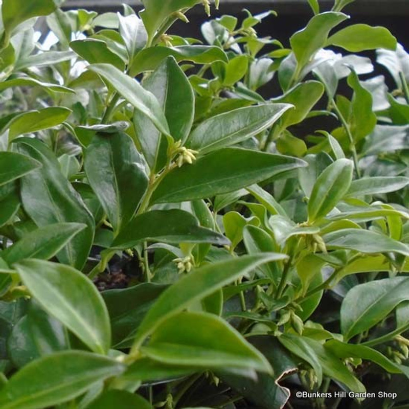 Sarcococca confusa (p19)