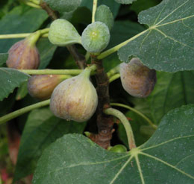 Ficus 'Gota de Miel' Standard