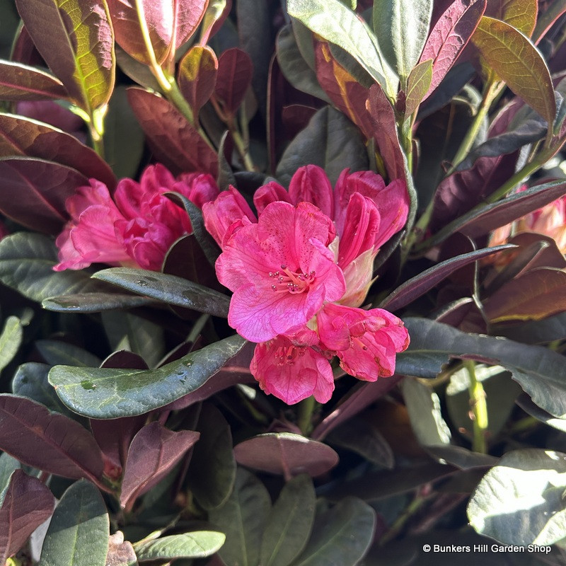 Rhododendron 'Wine & Roses'