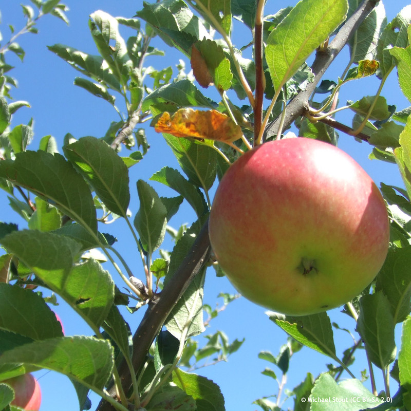 Apple 'Winston' 2yr apple tree (MM106 rootstock) POTTED