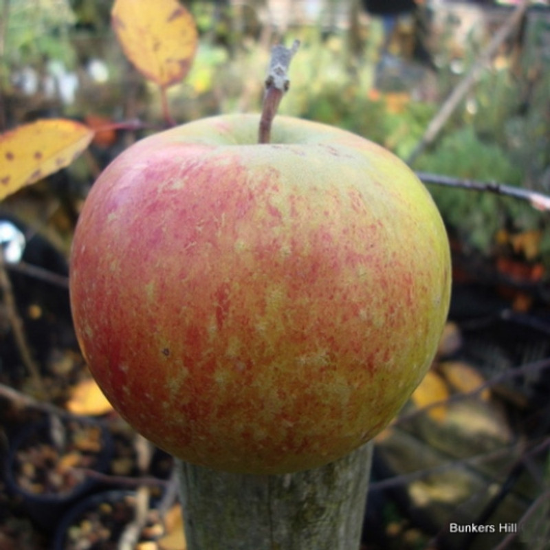 Apple 'Peasgood Nonsuch' 2yr apple tree on MM106 rootstock POTTED