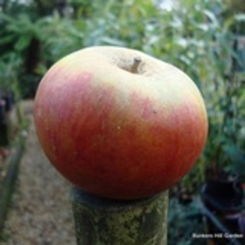 Apple 'Sunrise' 2yr tree (MM106 rootstock) (POTTED)