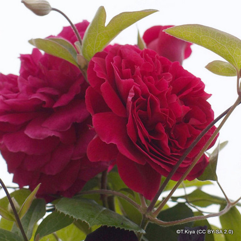 Tess of the D'Urbervilles - David Austin English Climbing Rose