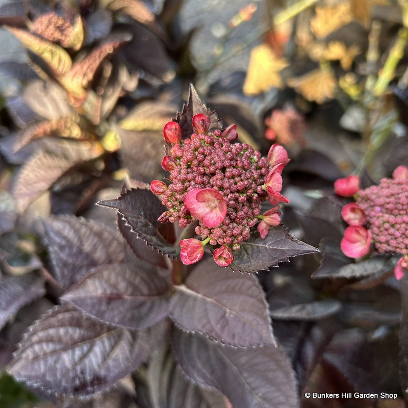 Hydrangea serrata 'Daredevil' 5L