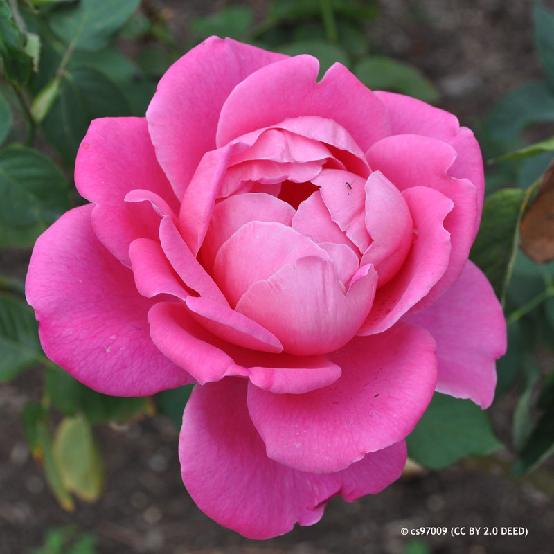 Birthday Boy - Hybrid Tea (Standard Rose)