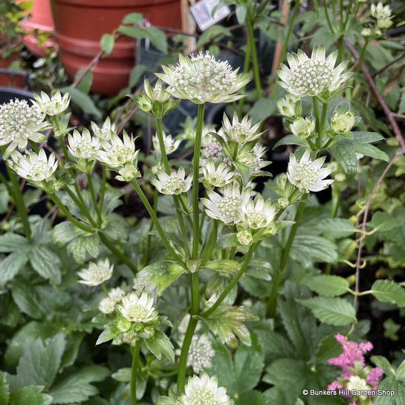 Astrantia 'Star of Billion' (p17)