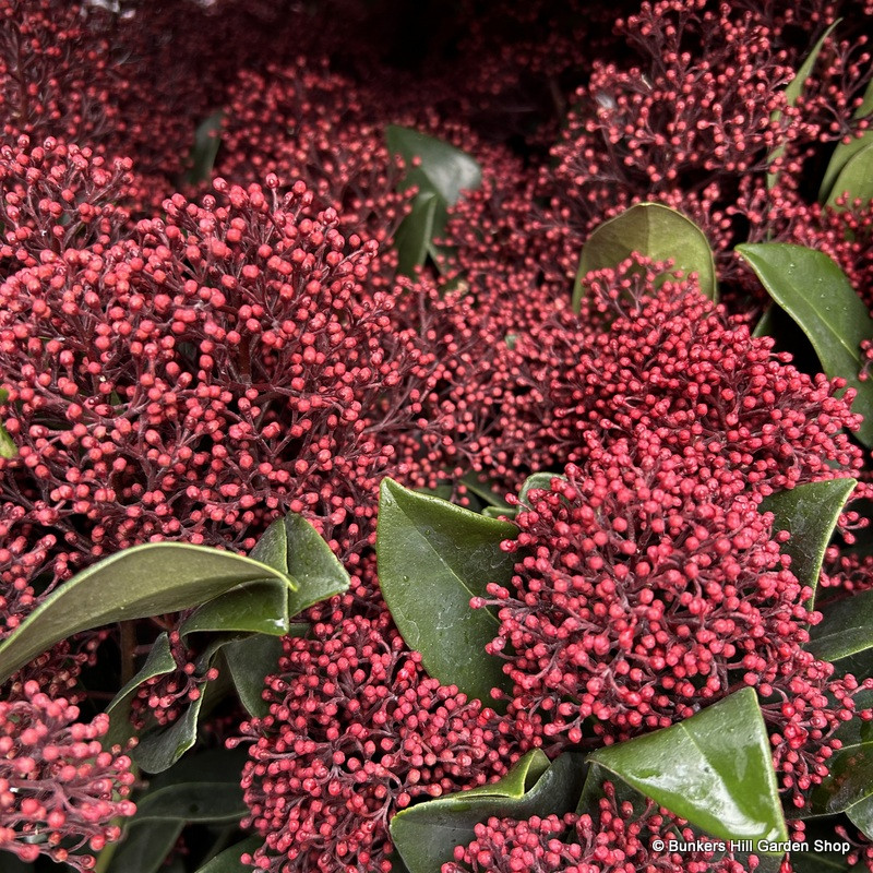 Skimmia 1.5ltr pot
