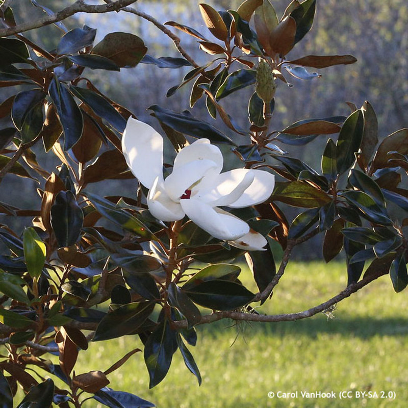 Magnolia grandiflora 6/8cm standard