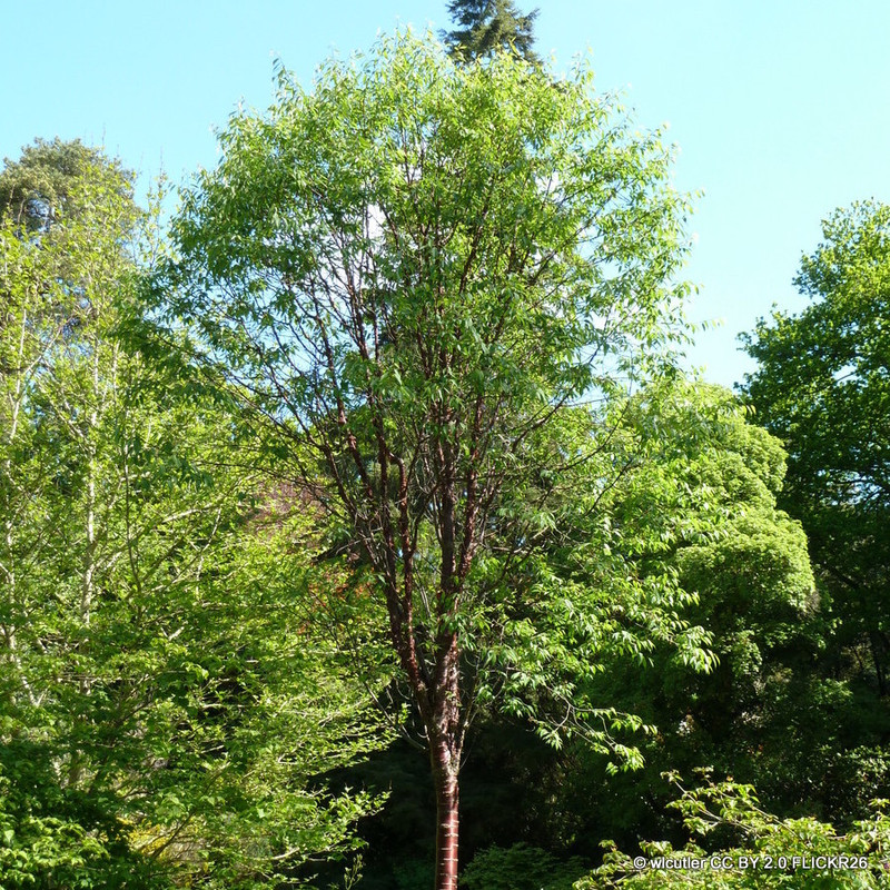 Prunus serrula (Multi-stem) 250-300cm Rootballed