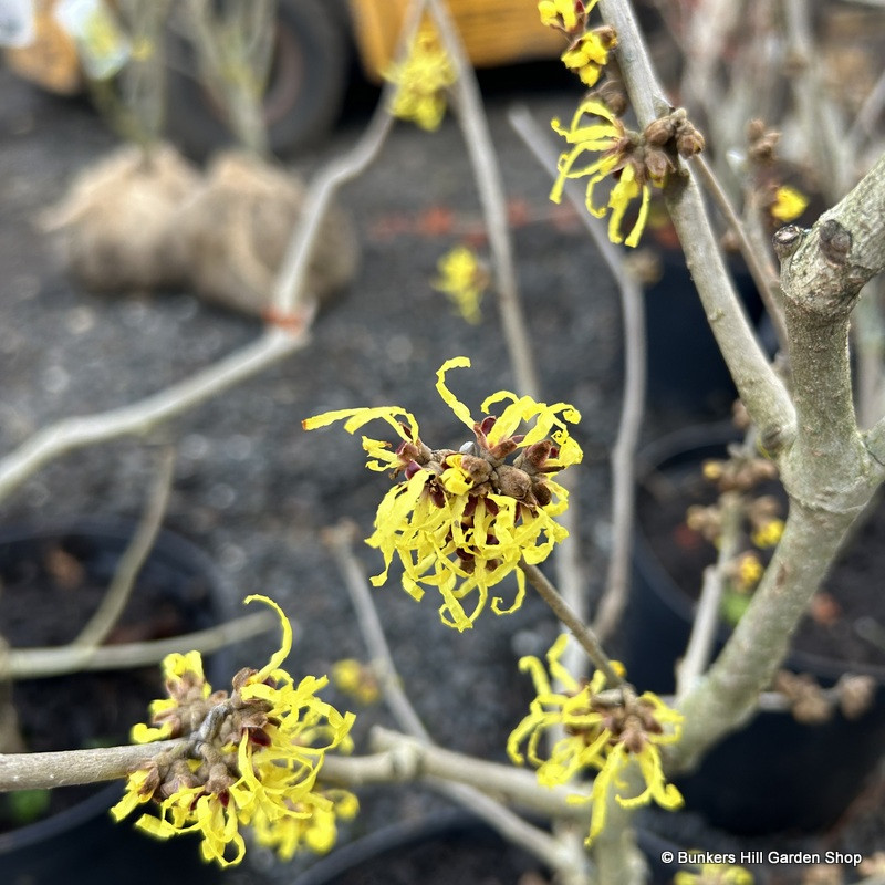 Hamamelis x intermedia 'Aurora' 80-100cm (RB)