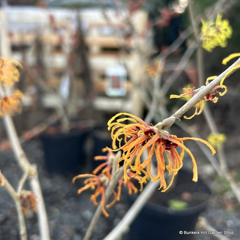 Hamamelis mollis 'Jelena' (Witch Hazel) 60-80cm (RB)