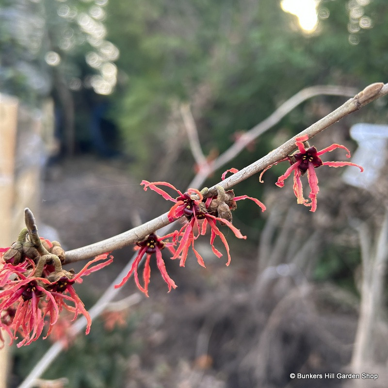 Hamamelis mollis 'Diane' (Witch Hazel) 80-100cm (RB)