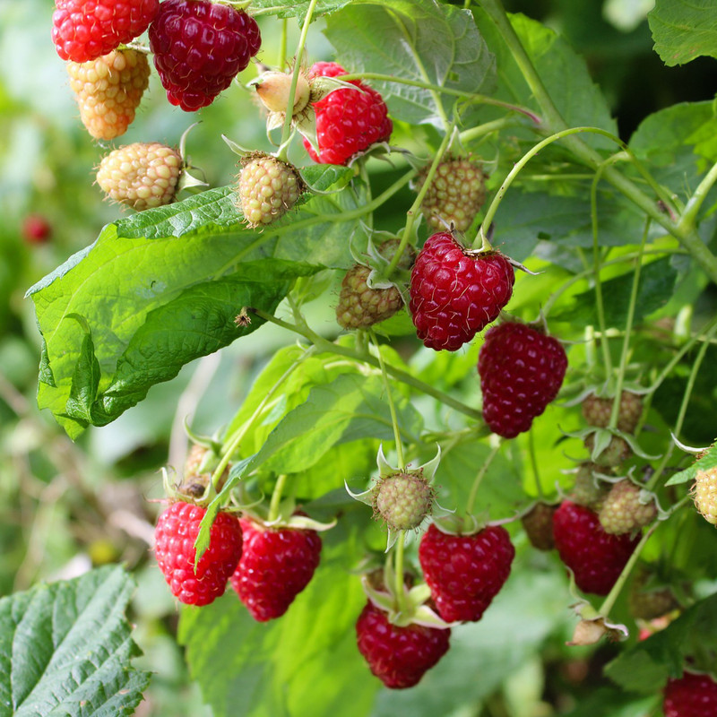 Raspberry 'Malling Promise' - 10 canes