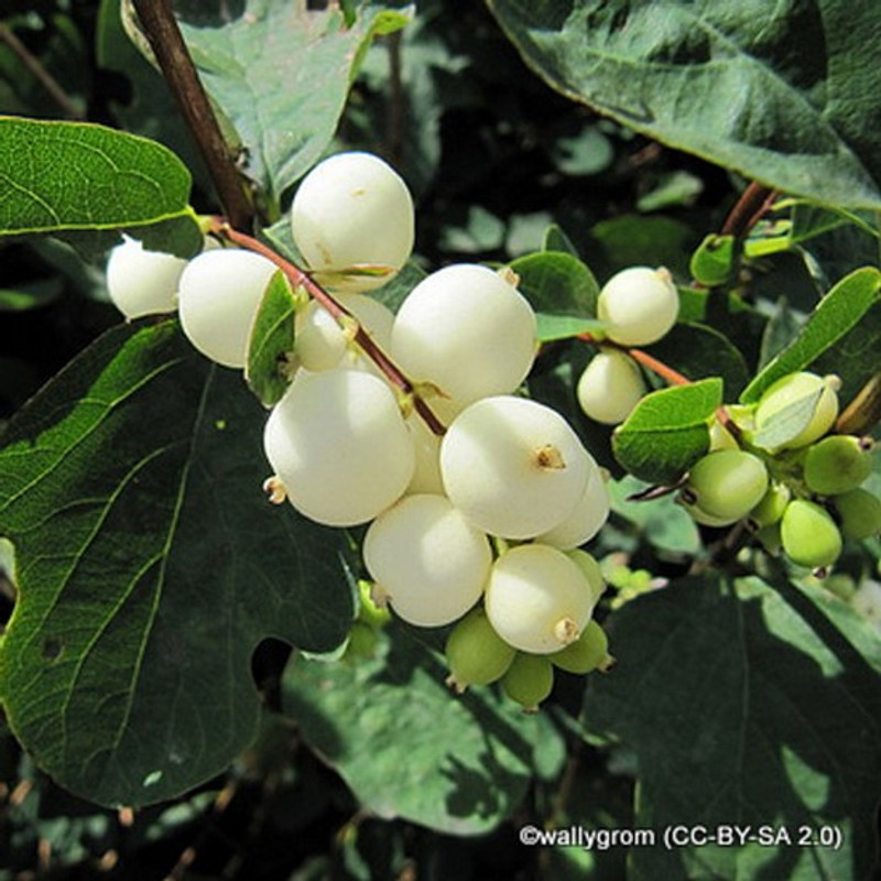 1 x Symphoricarpos albus (Snowberry) 60-80cm bare root 1yr - single plant