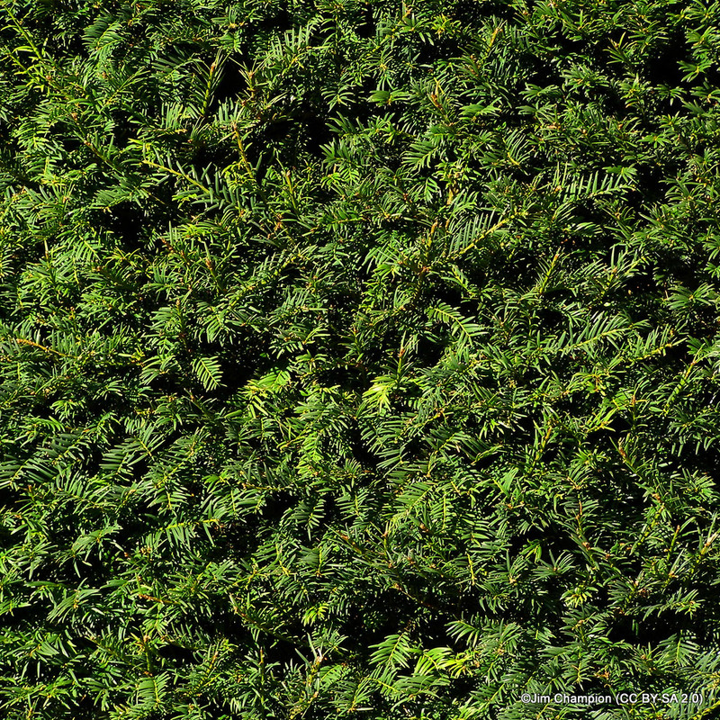 1 x Taxus baccata (Yew) 40-60cm bare root - Single Plant