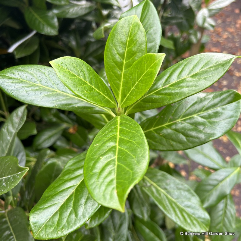 1 x Prunus laur. 'Novita' 30-40cm bareroot plant