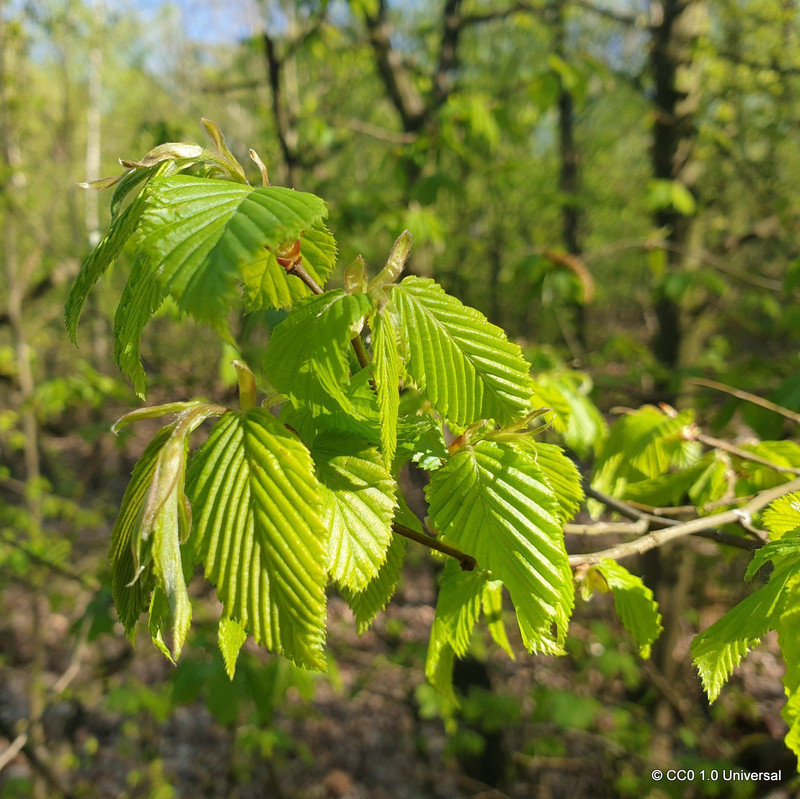 Carpinus betulus (Hornbeam) 150-175cm bare root