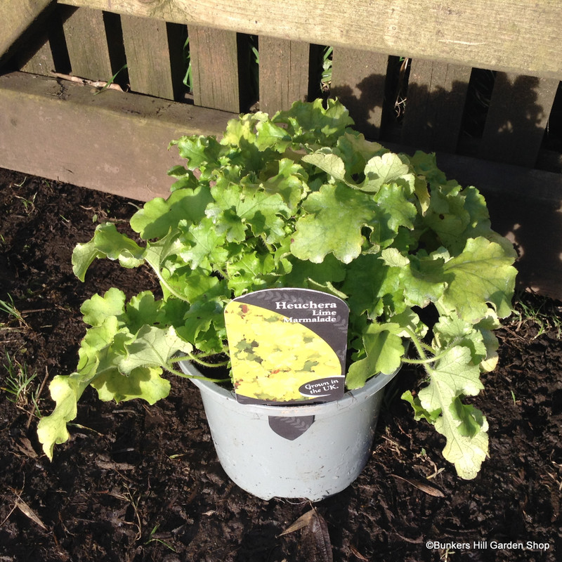 Heuchera 'Lime Marmalade' - 1.5ltr