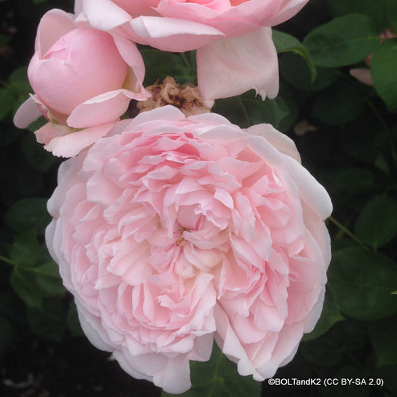 David Austin Rose - Olivia Rose  Austin