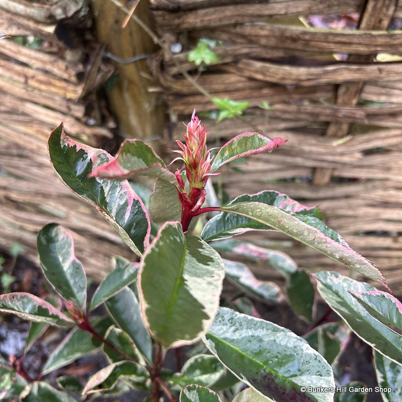 Photinia 'Pink Marble' 10L