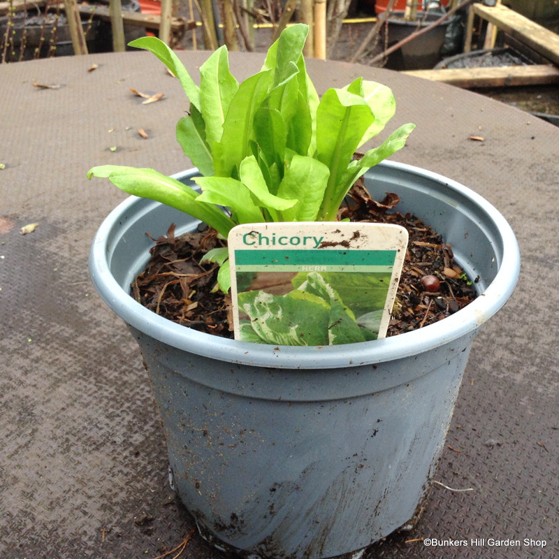 Chicory (17cm)
