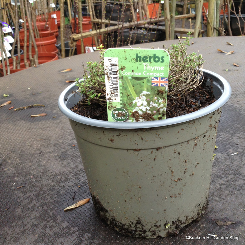 Thyme (17cm)