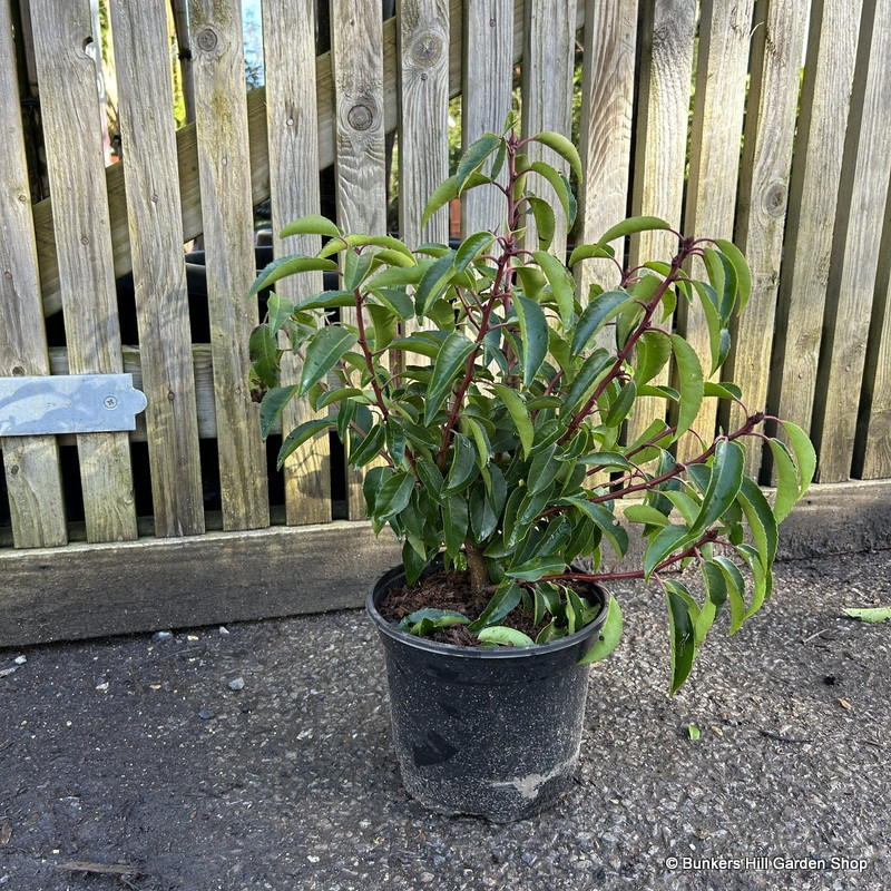 Prunus lus. 'Angustifolia' (Portuguese Laurel) 30-40CM (3L)