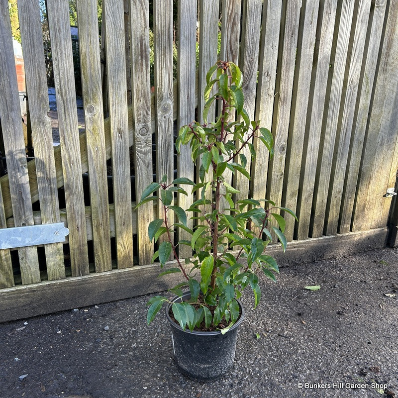 Prunus lus. 'Angustifolia' (Portuguese Laurel) 40-50cm (3L)