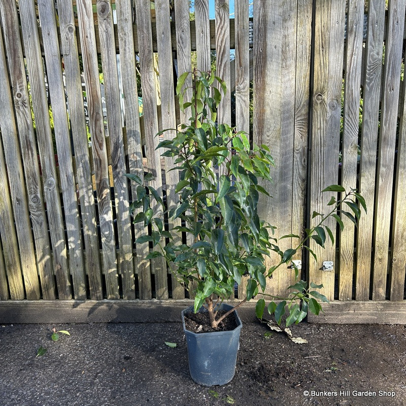 Prunus lus. 'Angustifolia' (Portuguese Laurel) 80-100cm (5L)