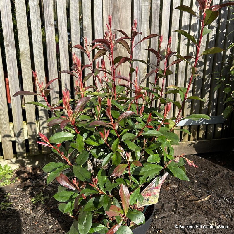 Photinia fraseri 'Carre Rouge' 10L (extra bushy)